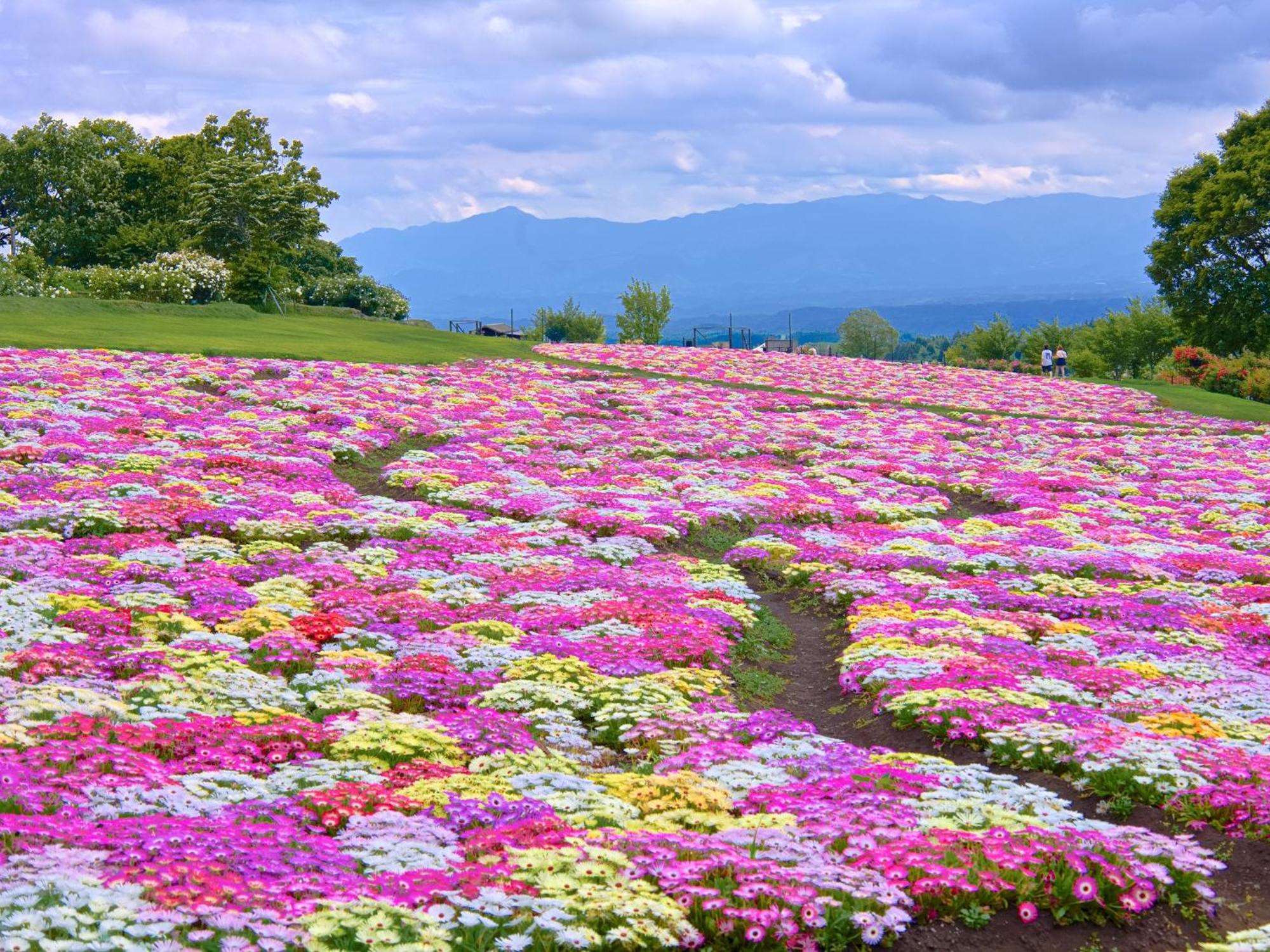 Kuju くじゅう花公園　キャンピングリゾート花と星 מראה חיצוני תמונה