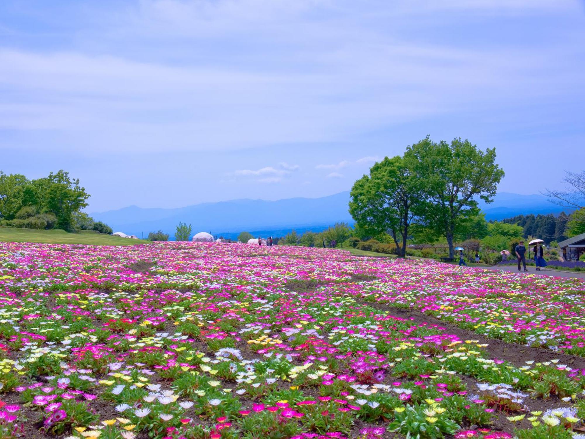 Kuju くじゅう花公園　キャンピングリゾート花と星 מראה חיצוני תמונה