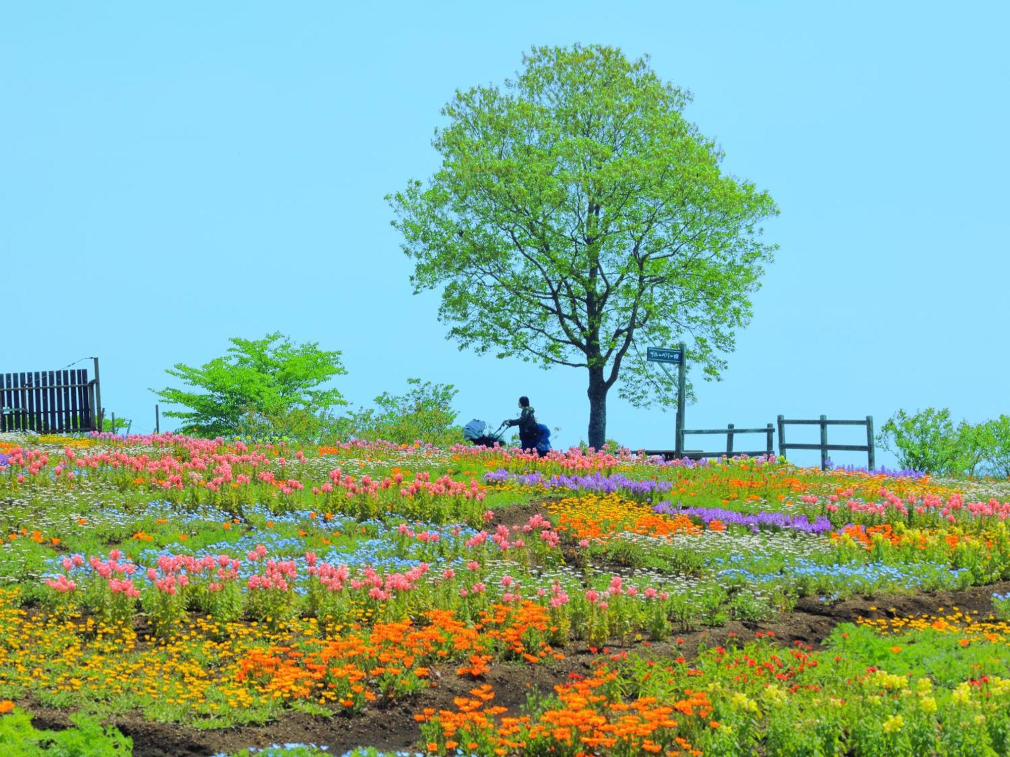 Kuju くじゅう花公園　キャンピングリゾート花と星 מראה חיצוני תמונה