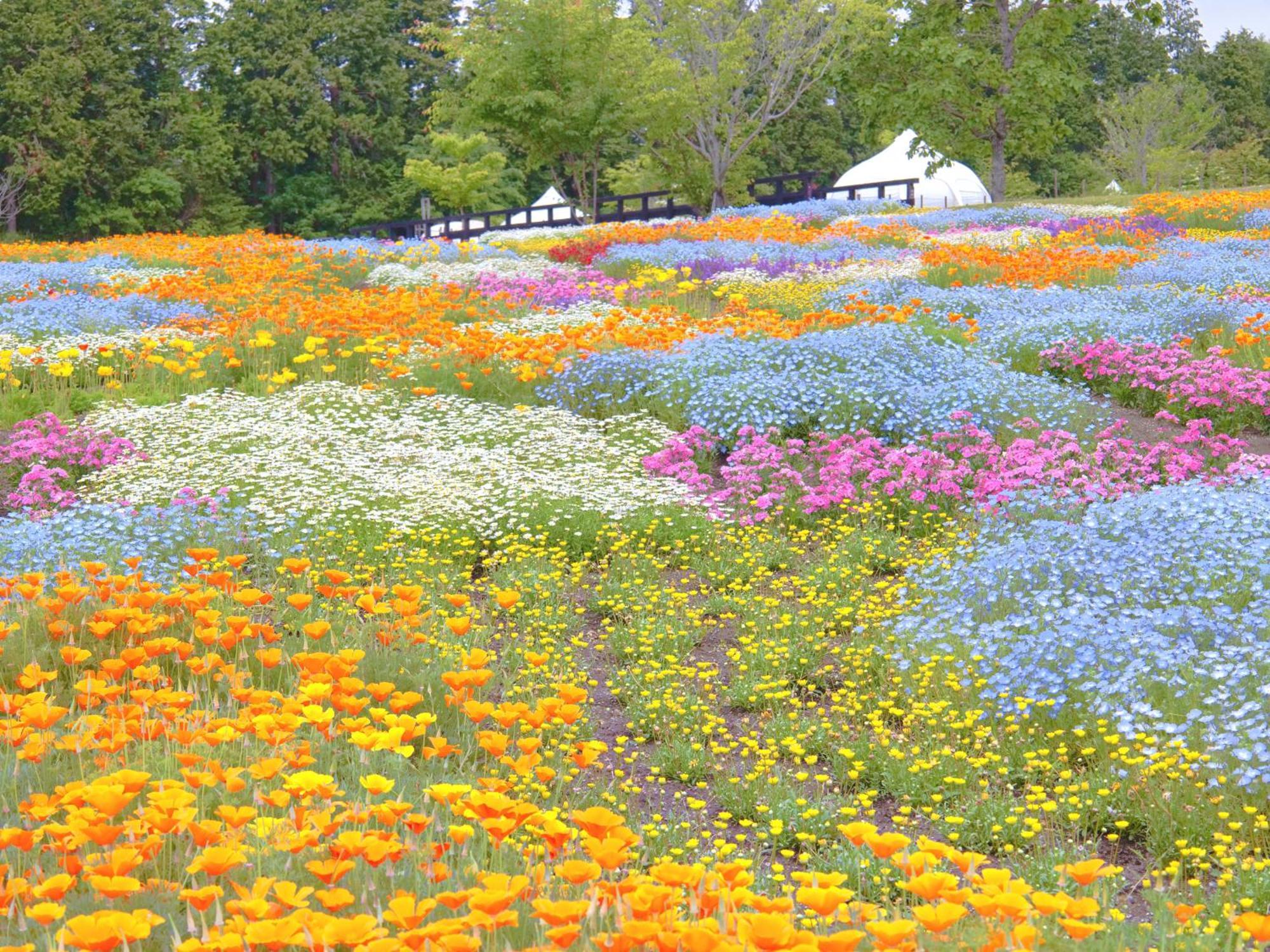 Kuju くじゅう花公園　キャンピングリゾート花と星 מראה חיצוני תמונה