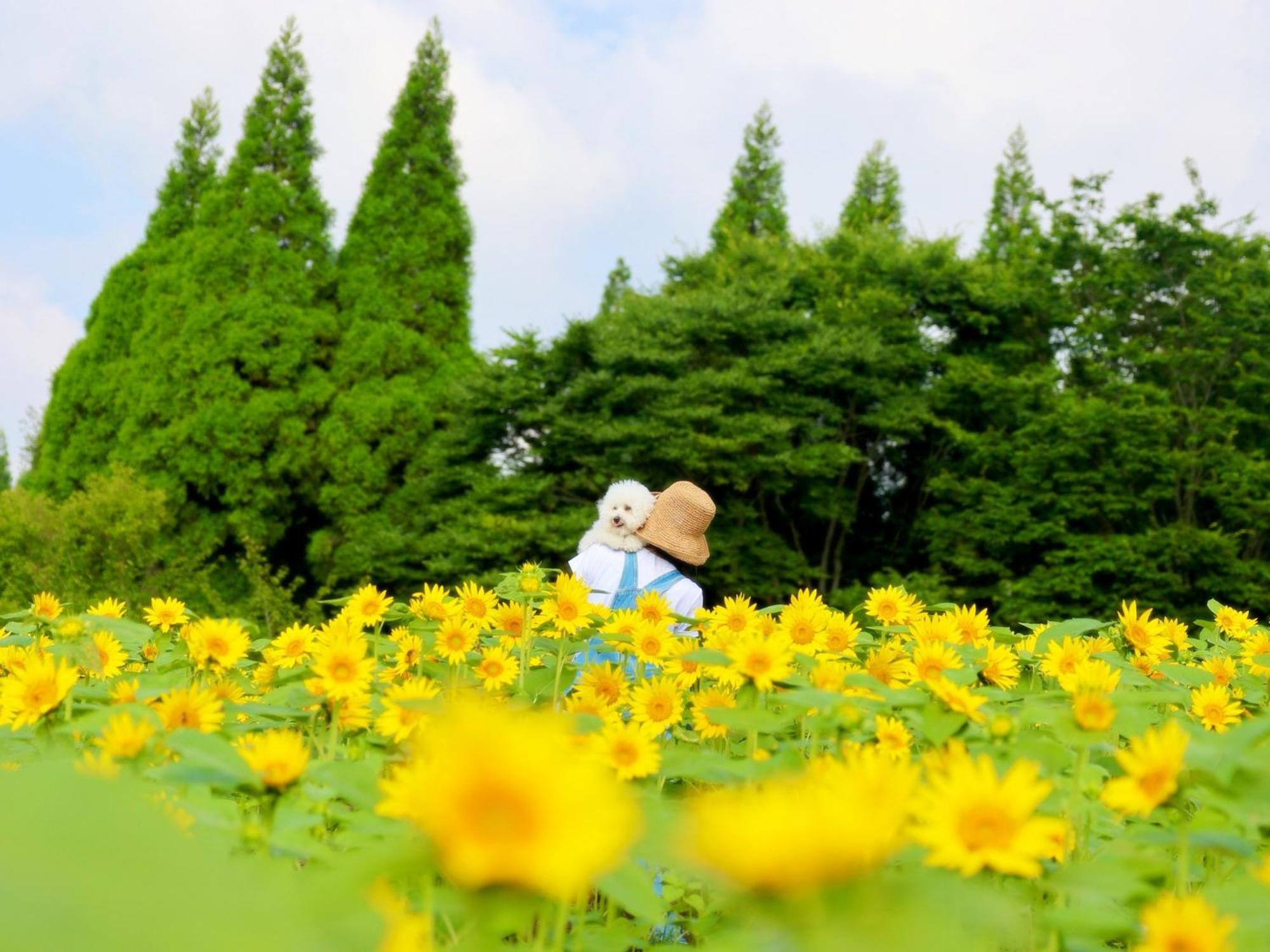 Kuju くじゅう花公園　キャンピングリゾート花と星 מראה חיצוני תמונה